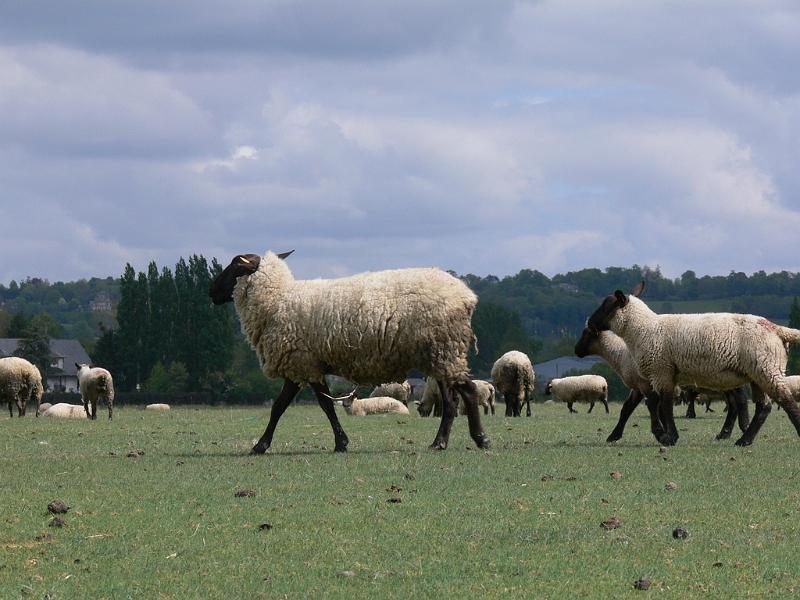 Mont Saint Michel 2010 - 384.jpg
